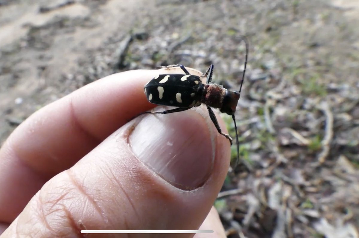 わらび餅 tweet media