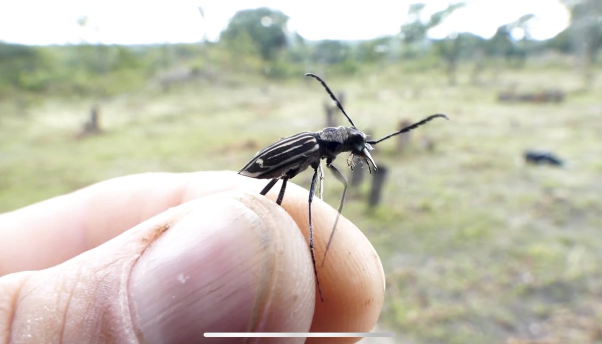 わらび餅 tweet media