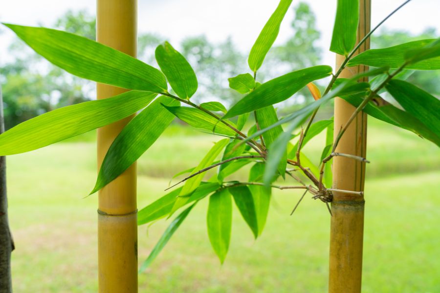 PeterGreatX's tweet photo. Những ngày lành lạnh, mát mẻ hiếm hoi, cuối cùng của mùa xuân chăng?
Dự báo năm nay nóng, rất nóng https://t.co/hhKBYAocBT