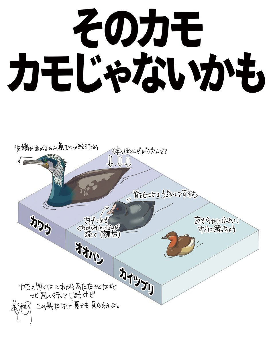 池に浮かぶカモたちに混じって、カモじゃないカモもいます。

カワウの大きな特徴は、魚を捕まえるために先端が曲がったくちばし！

オオバンは、動きでよくわかります。首をヒコヒコ前後に動かしながら進んでいるので、遠くからでも「ありゃあ、オオバンだな」とわかります。