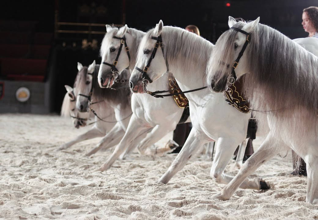 Medieval Times tweet media