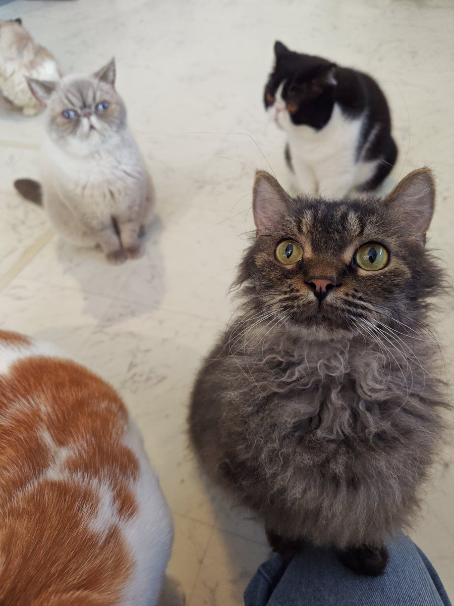 猫Cafeごろにゃん tweet media