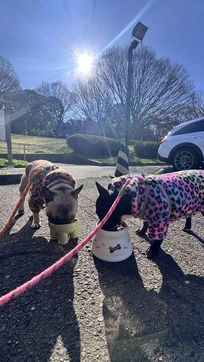 s_miling's tweet photo. 代々木公園🐶🐾 https://t.co/Wu51fWb2PO