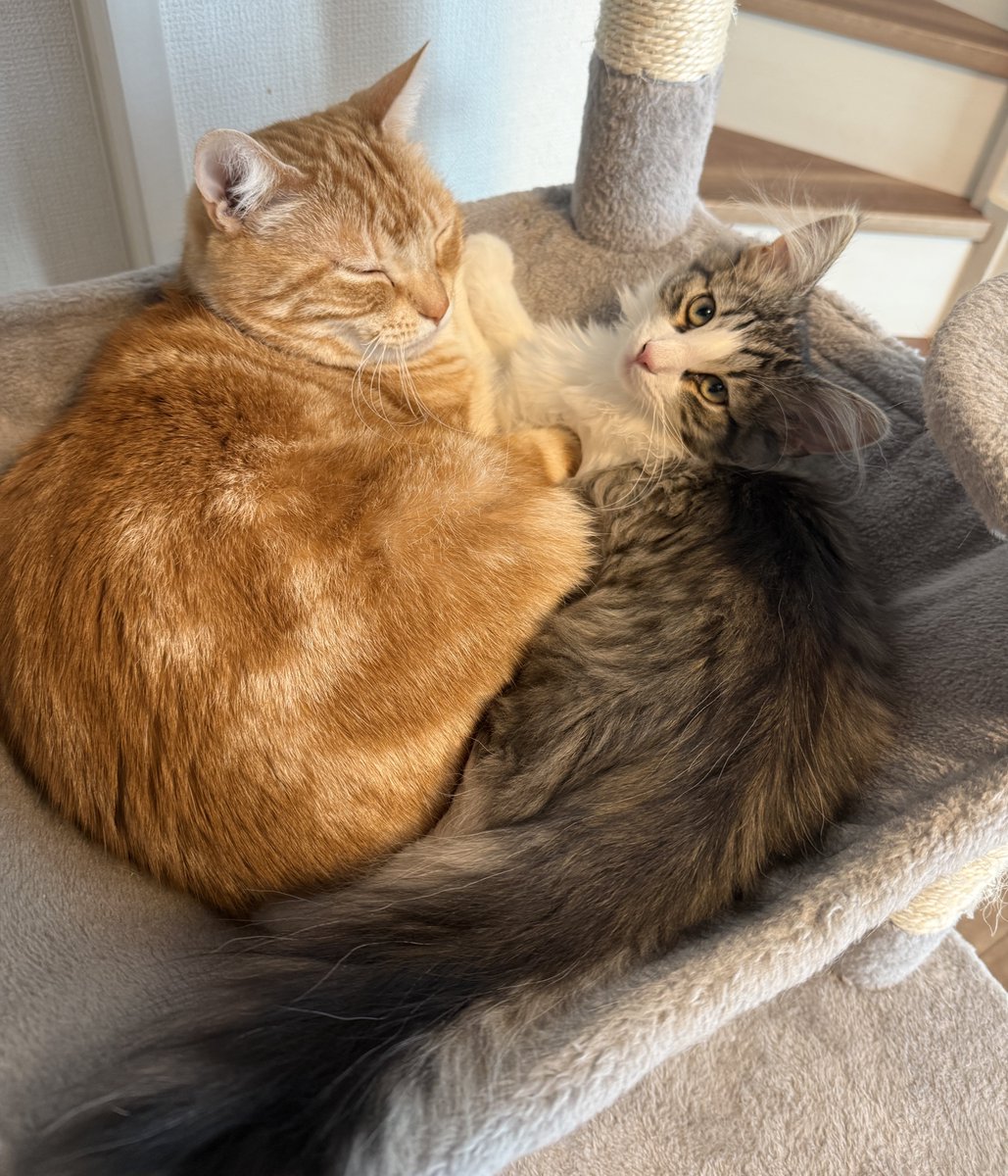 夜猫様第2専用ページです。 2ニャンズ🐱✨🐱