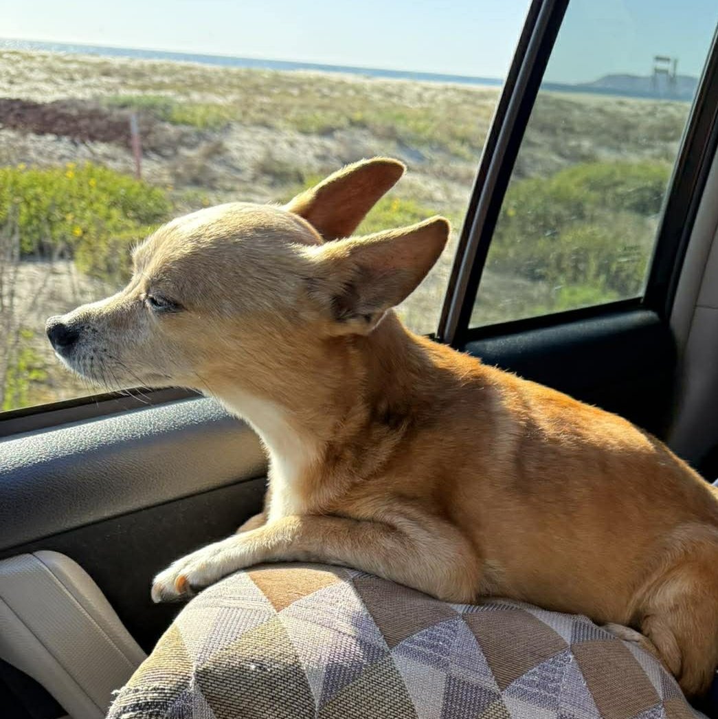 Phoebe Chan 🐝🌸 Densetsu.EXE tweet media