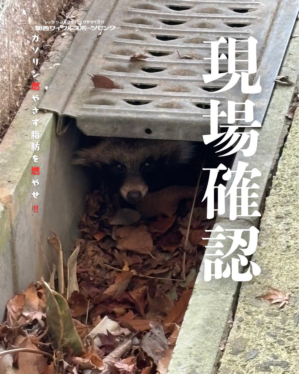 スタッフがいつものように場内清掃を行っていると……
まさかの先客（？）を発見しました。
さて、万博会場では本日も引き続き【フォロー＆ガラガラ抽選会】を実施します！ 🎡🎁「
「回せ、運命。」 🎯✨ サイクルモード最終日、皆様の「巡礼」を心よりお待ちしております！