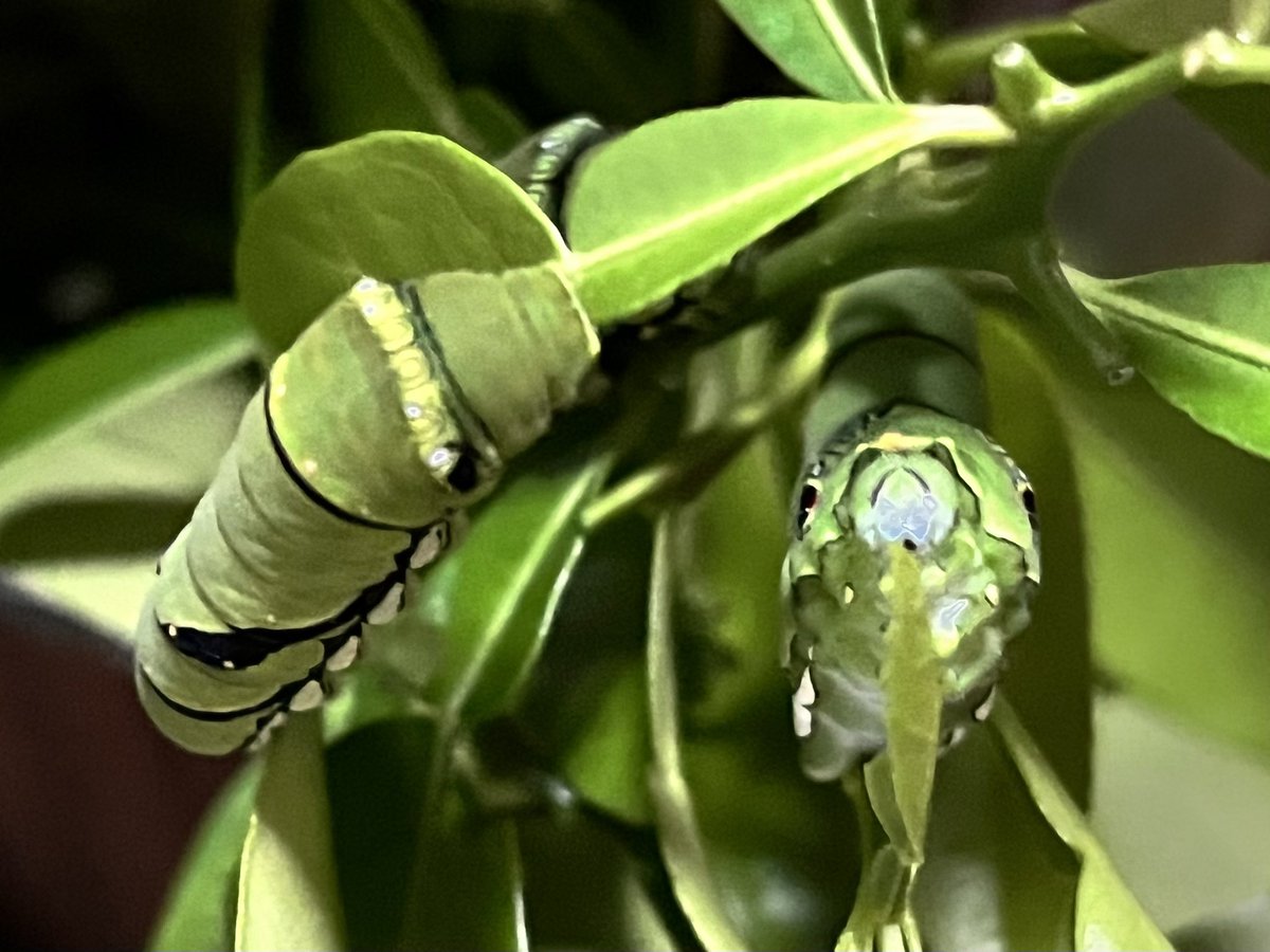 ゆな🍊いもむし tweet media