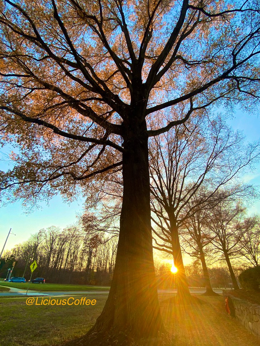 LiciousCoffee's tweet photo. It’s #Saturday & the #Tradition continues until FOREVER
💝It’s Our #AnitaBaker Saturday
Giving Her🌿🌸💐 #WomensHistoryMonth
We R using #Bakerisms today
*Angel
A Muse +🌳+Nature+Inspiration+Imagination=💝
😘My🌳interpretations For #AnitaBakerSaturdays 👸🏽🙌🏾 https://t.co/BTSa5JCaRT