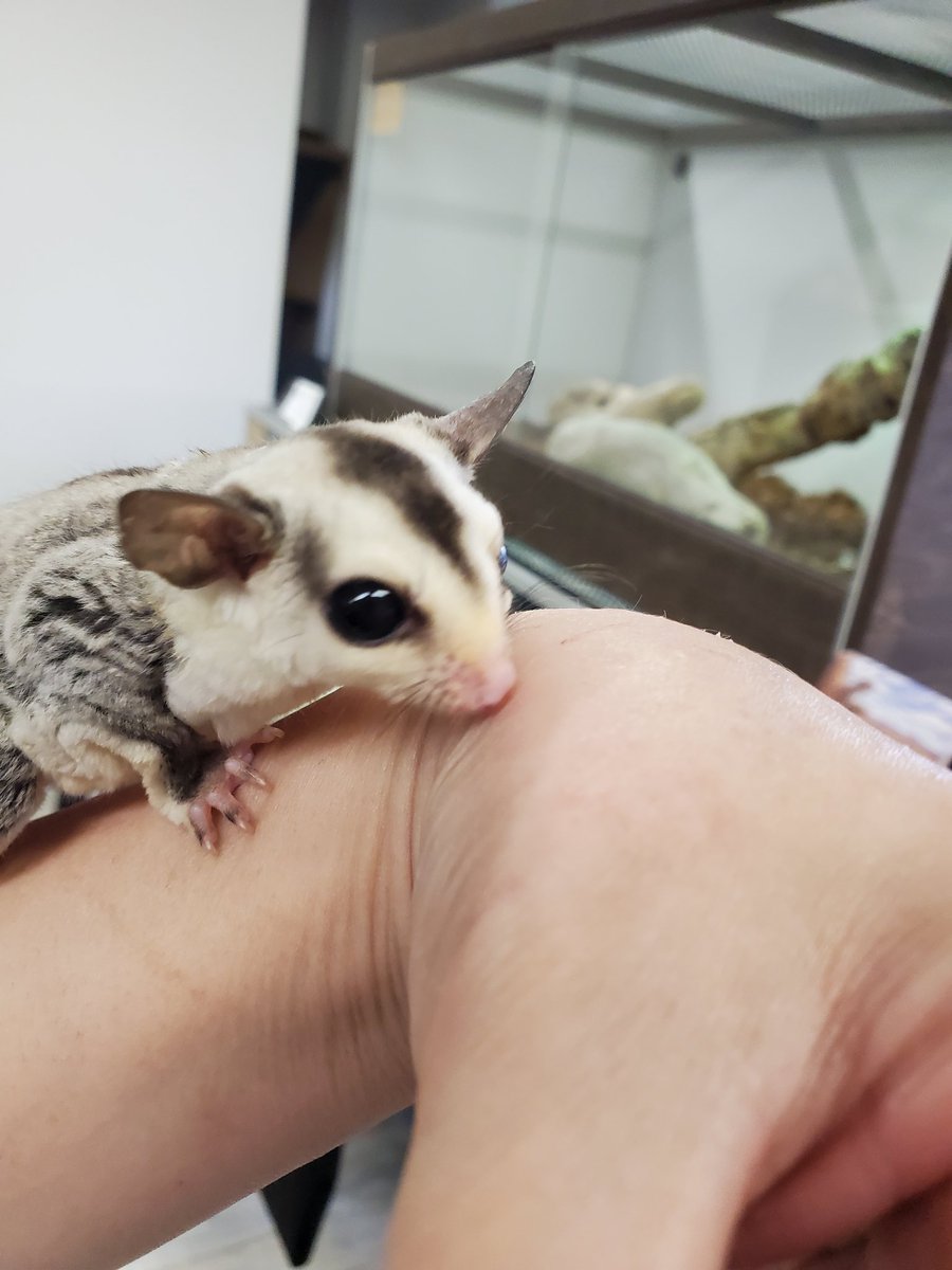 mogz2.22 次回3月29日JHけいはんな✨ tweet media