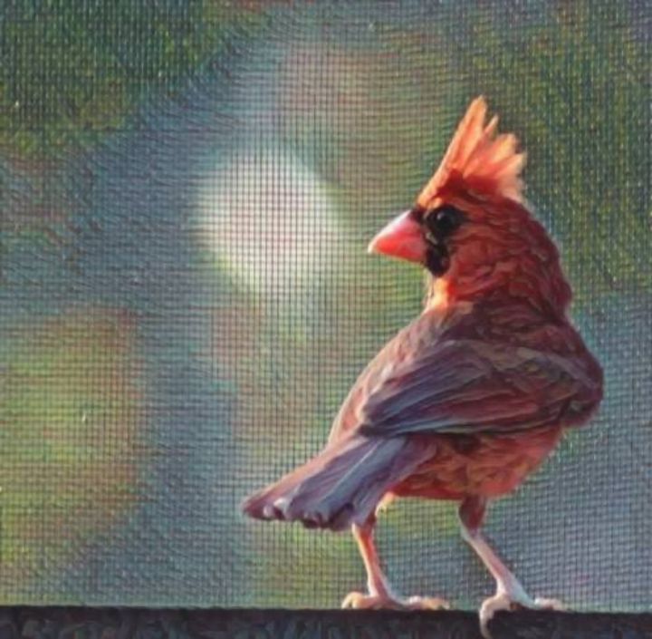 pdoodlepolly's tweet photo. Art of the Day! "Florida Cardinal". Buy at: https://t.co/zGBm4iNVSP https://t.co/99d6Xd2dm0