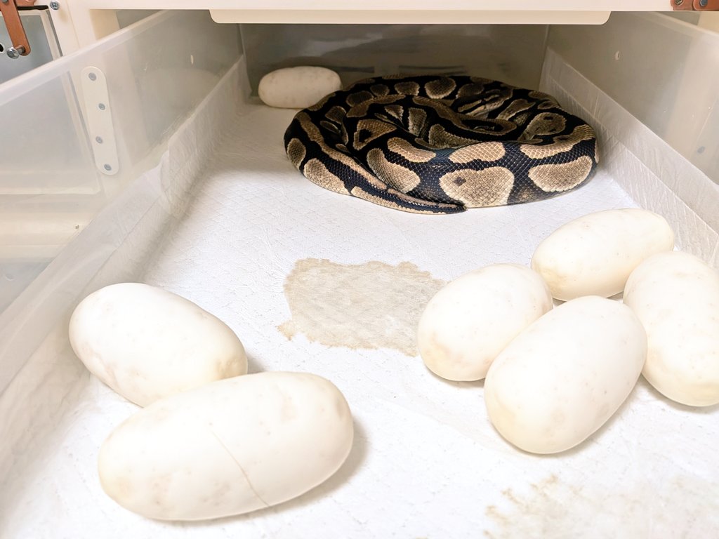 バナナ@バナナの家 tweet media