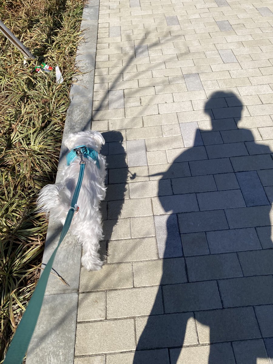 Rock72346565's tweet image. 今日は風が強かったですね🌪️

- 愛犬とワタシ -
共に10日違いの6月生まれ（13才と67才）
ちなみにワタシは戌年
ソウルメイトなふたり•••

#マルチーズ #愛犬大好き #Maltese