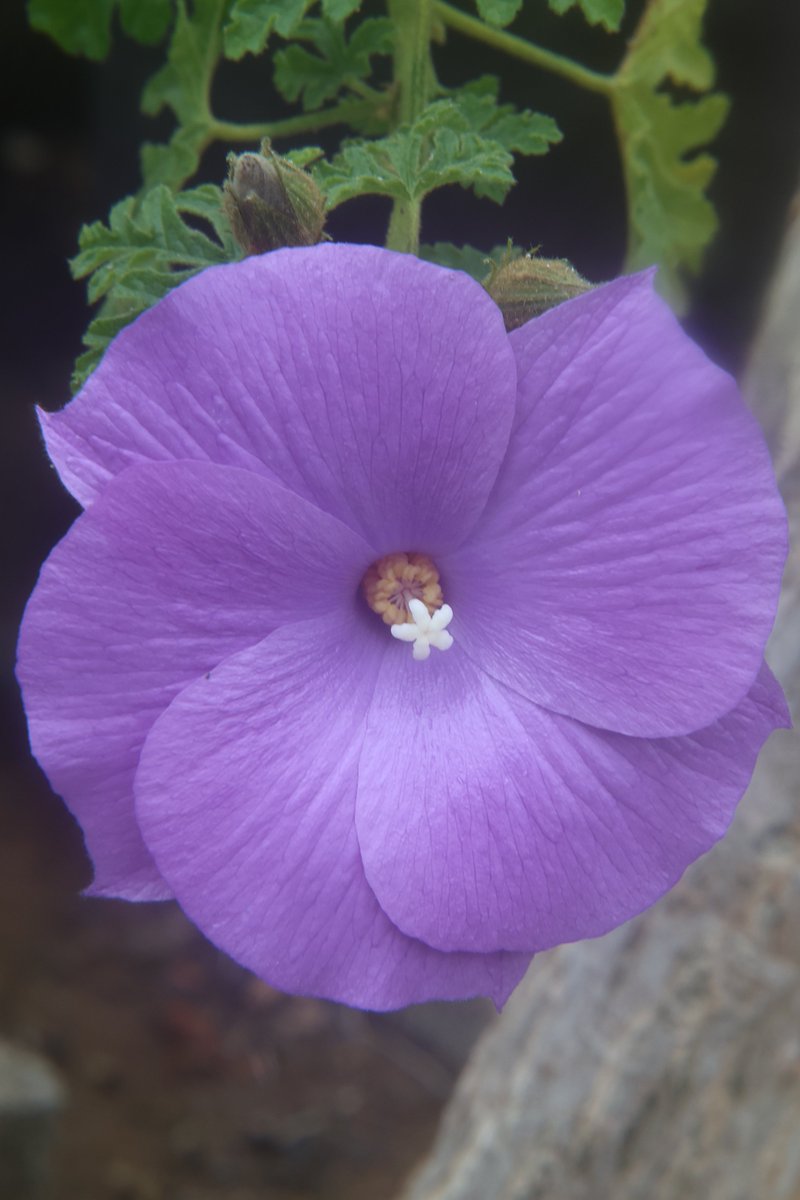 Blue Hibiscus 😇

#AlyogyneHuegelii #BlueHibiscus