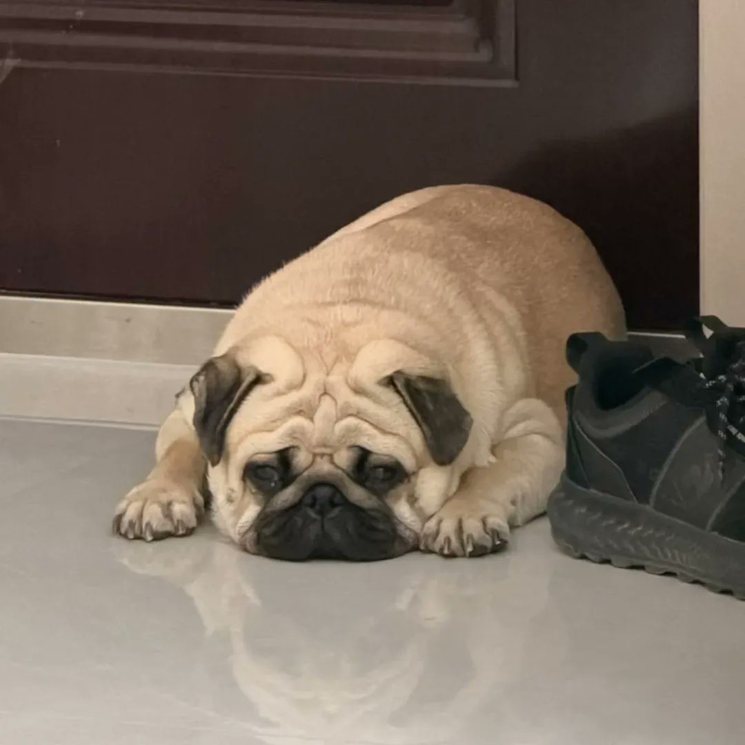 marymsmithson56's tweet image. Best photography 🥰🥰
#Great #puppy #puppylove