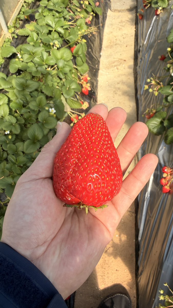 ピスタ tweet media