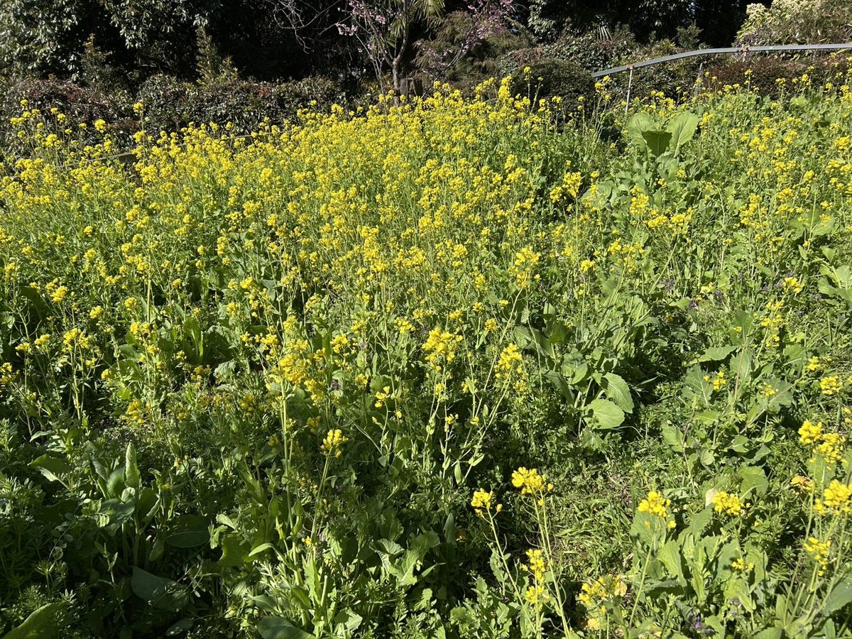 食用菜花が今ちょうど旬です！先日の雨で元気に育ってます。蕾を摘まないとどんどん花が咲くので、食用菜花狩りをご希望のお客様はお早目のご来苑をおすすめします。
naitouen.com/agripark/naban…

#あぐりパーク嵯峨山苑 #松田町 #菜の花 #菜花まつり