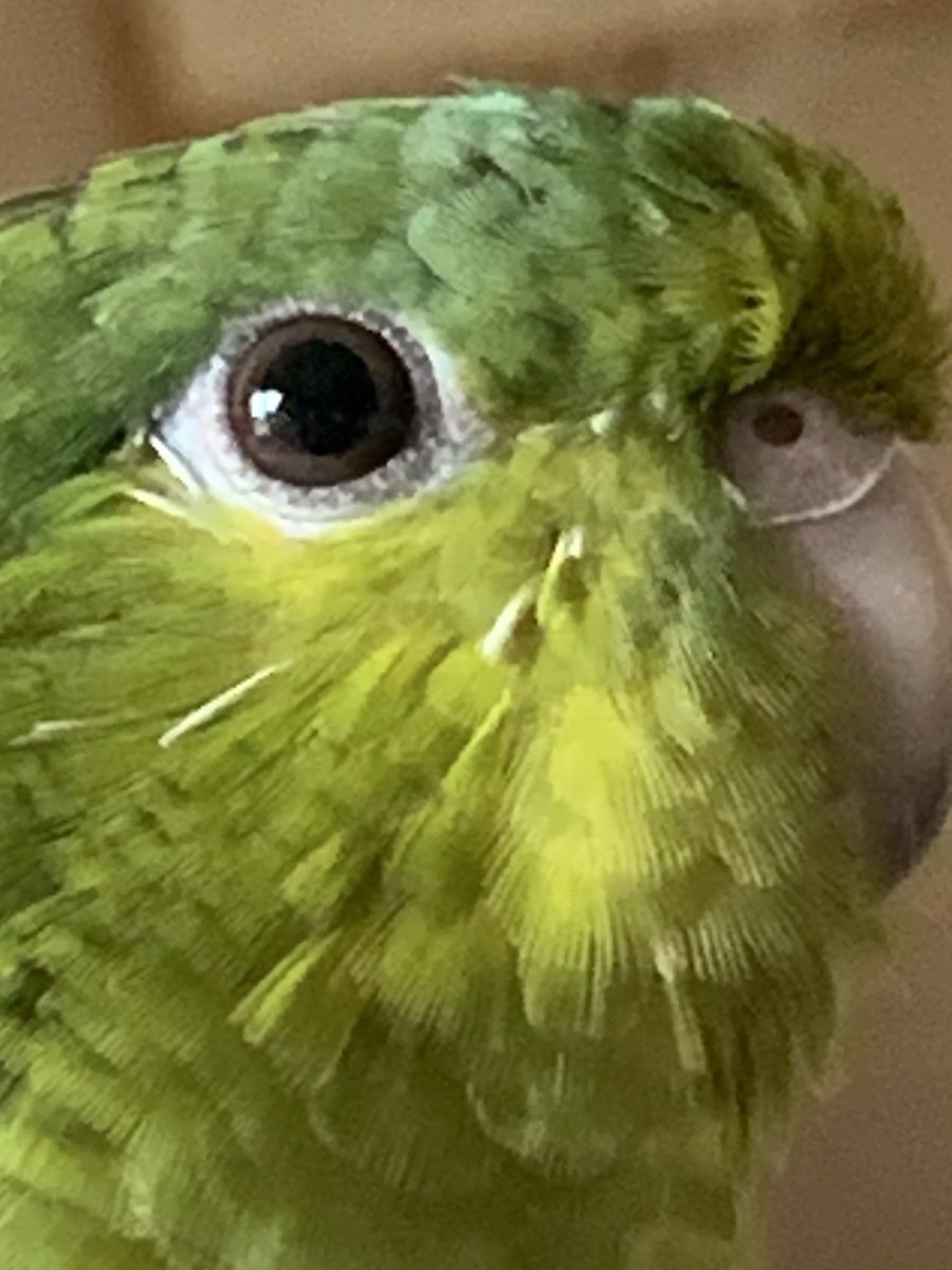 こまり tweet media