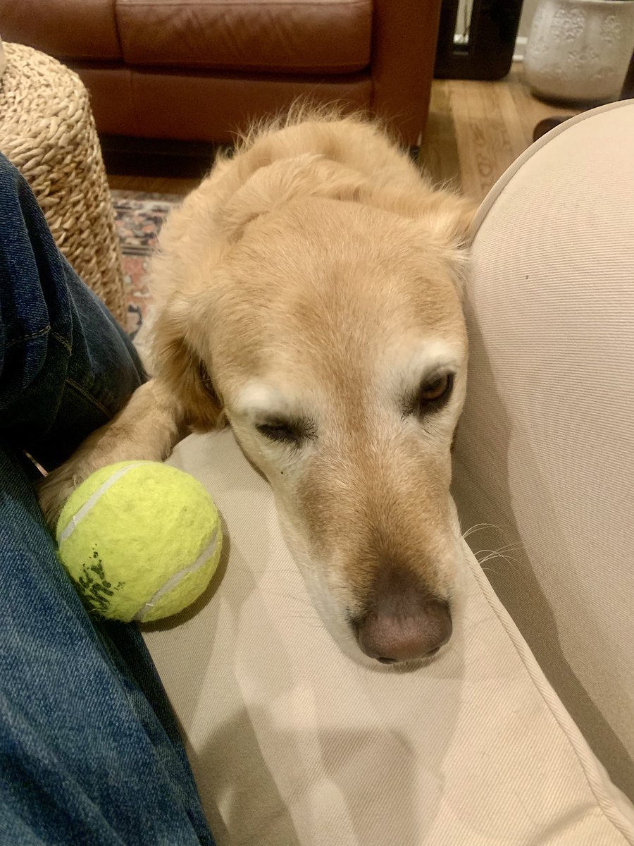 ajbrinton's tweet photo. @ambersarcone Biased opinion but Golden’s are the best!!!   Happy Birthday Koda!  This is our 5yr old Ellie pup. https://t.co/zkDMBPHNkL