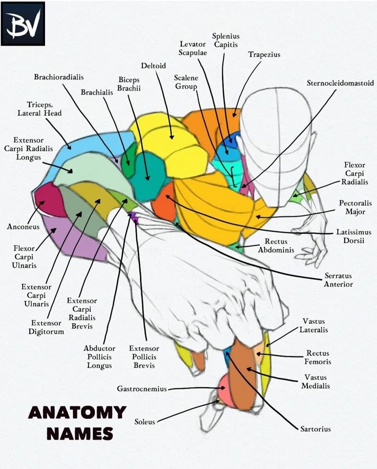 Anatomy Names