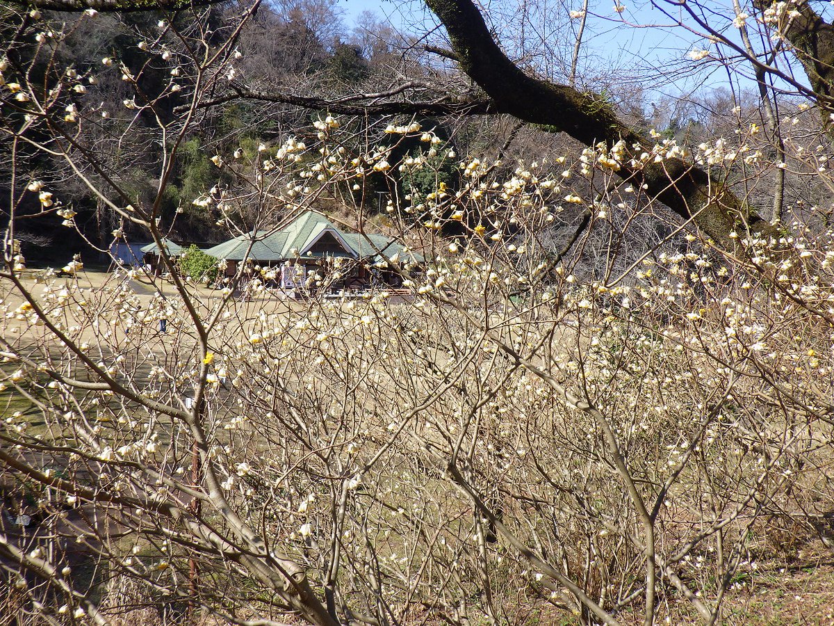 森のアトリエ周辺の開花情報
ナノハナ、カンヒサクラ（寒緋桜）が見ごろを迎えています。さくらの園東側斜面のミツマタは、日当たりの良いところが徐々に咲き始めており、見ごろは３月中～下旬ごろと思われます。
#七沢森林公園 　＃ミツマタ