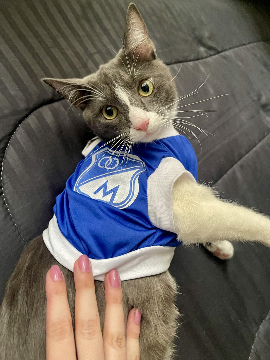 otra_ingrid's tweet photo. Mi Chester precioso 💙
#Millonarios #Azulyblanco https://t.co/DcBb4cxyWT