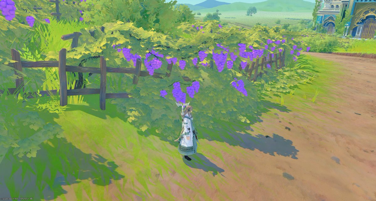KHAFF14A's tweet photo. 噂のぶどう🍇 https://t.co/Gshd2xyZXV