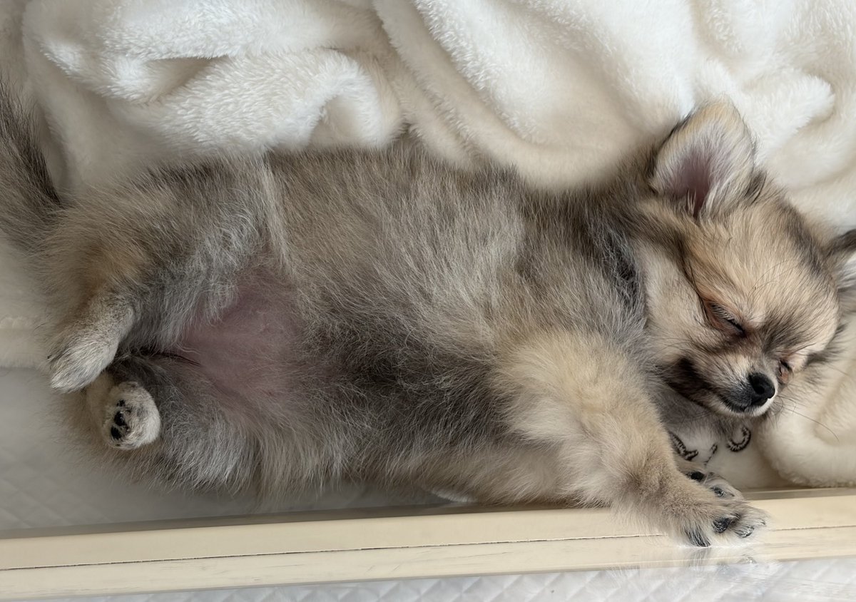 さっちん (@pk_kk_to) / Posts / X