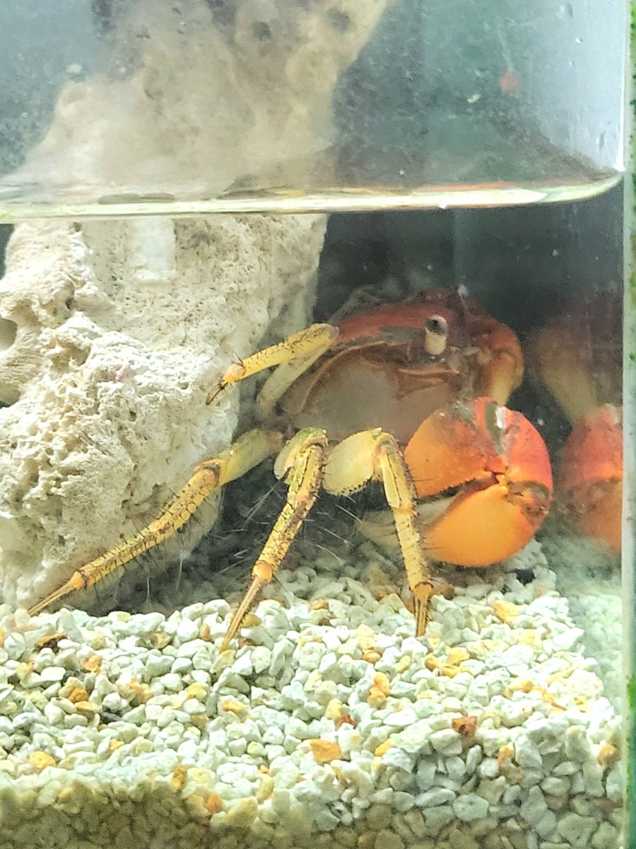 licoyas (リコヤス) tweet media