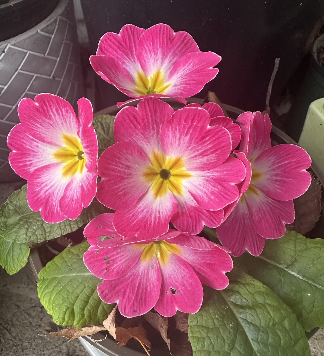 tinykarin's tweet photo. Rescued from a grocery store last yr 
#primulas #flowers https://t.co/31mx89VnVn