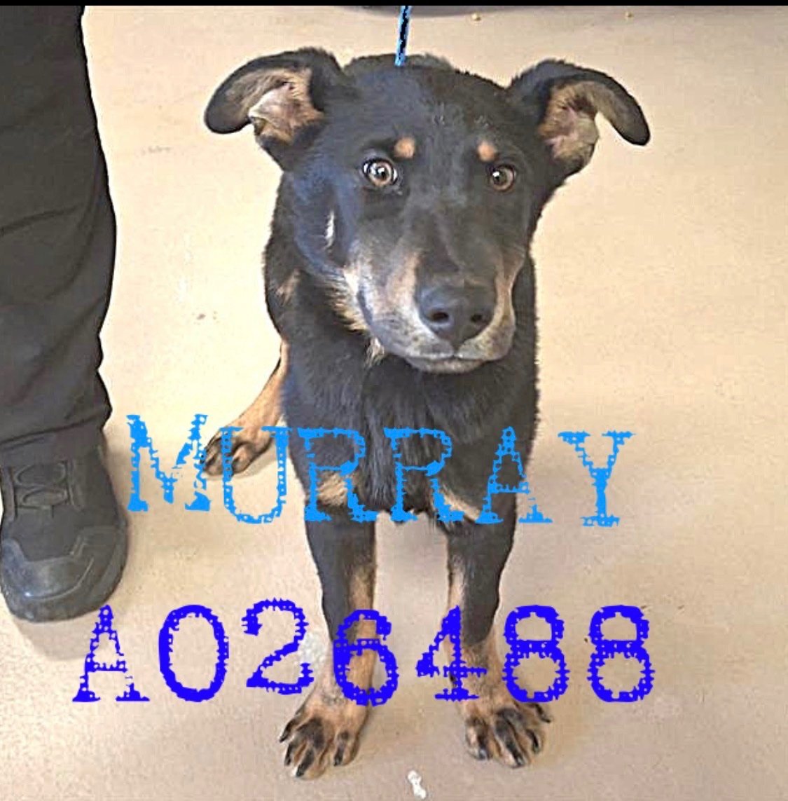 Lisa Brabson. tweet media