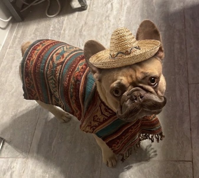 When I feed my dog tortillas because his dog food is still frozen: