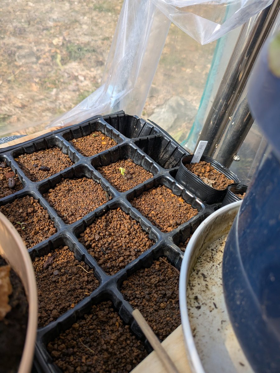 挿し芽してる桜が咲きそう☺️
種植えたロウバイも目が出てきてるし、嬉しい〜〜