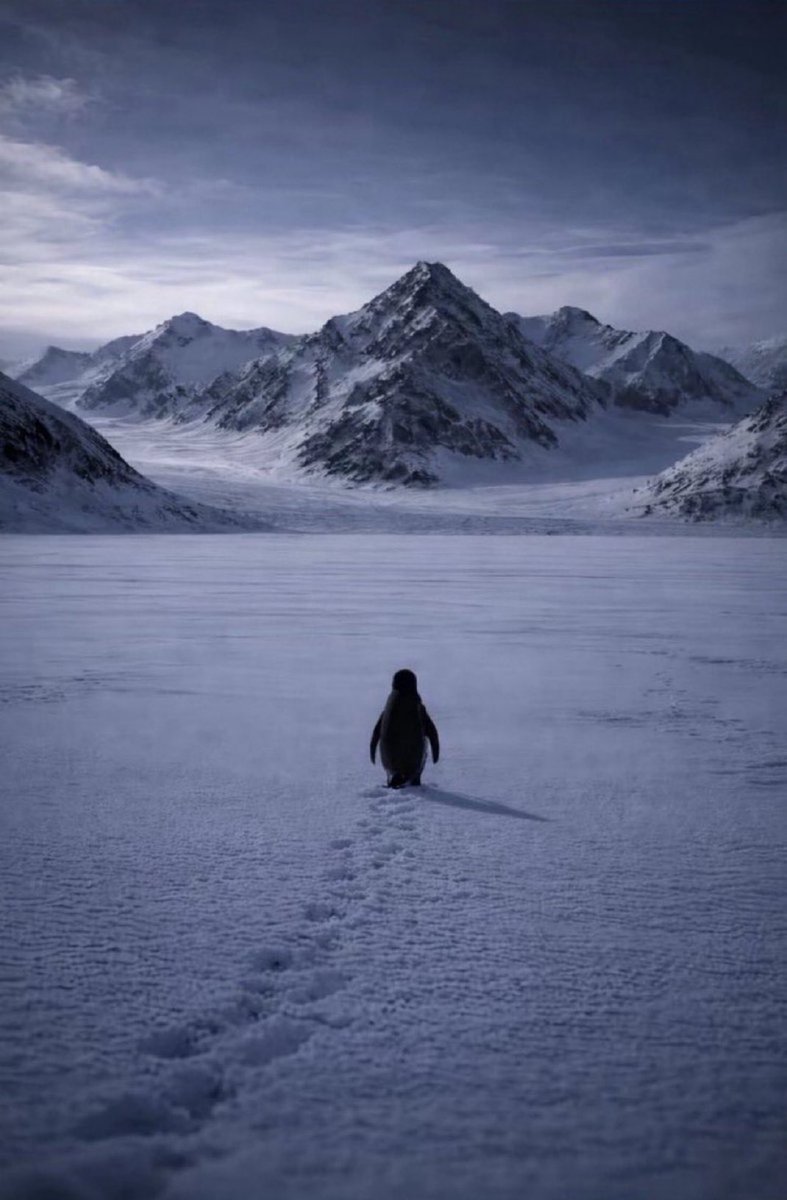 Did you forget me?

$PENGUIN