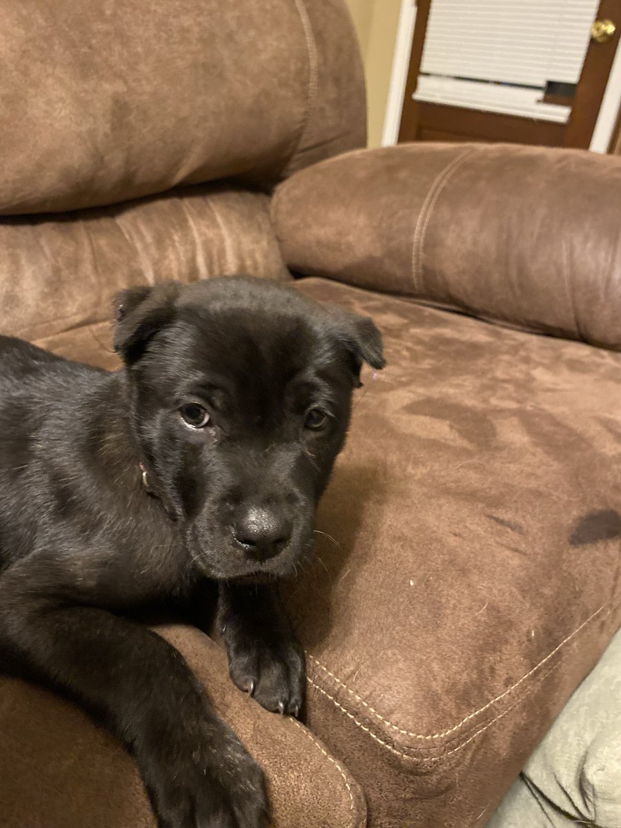 Shane Gillis-Alexander🇹🇹 tweet media