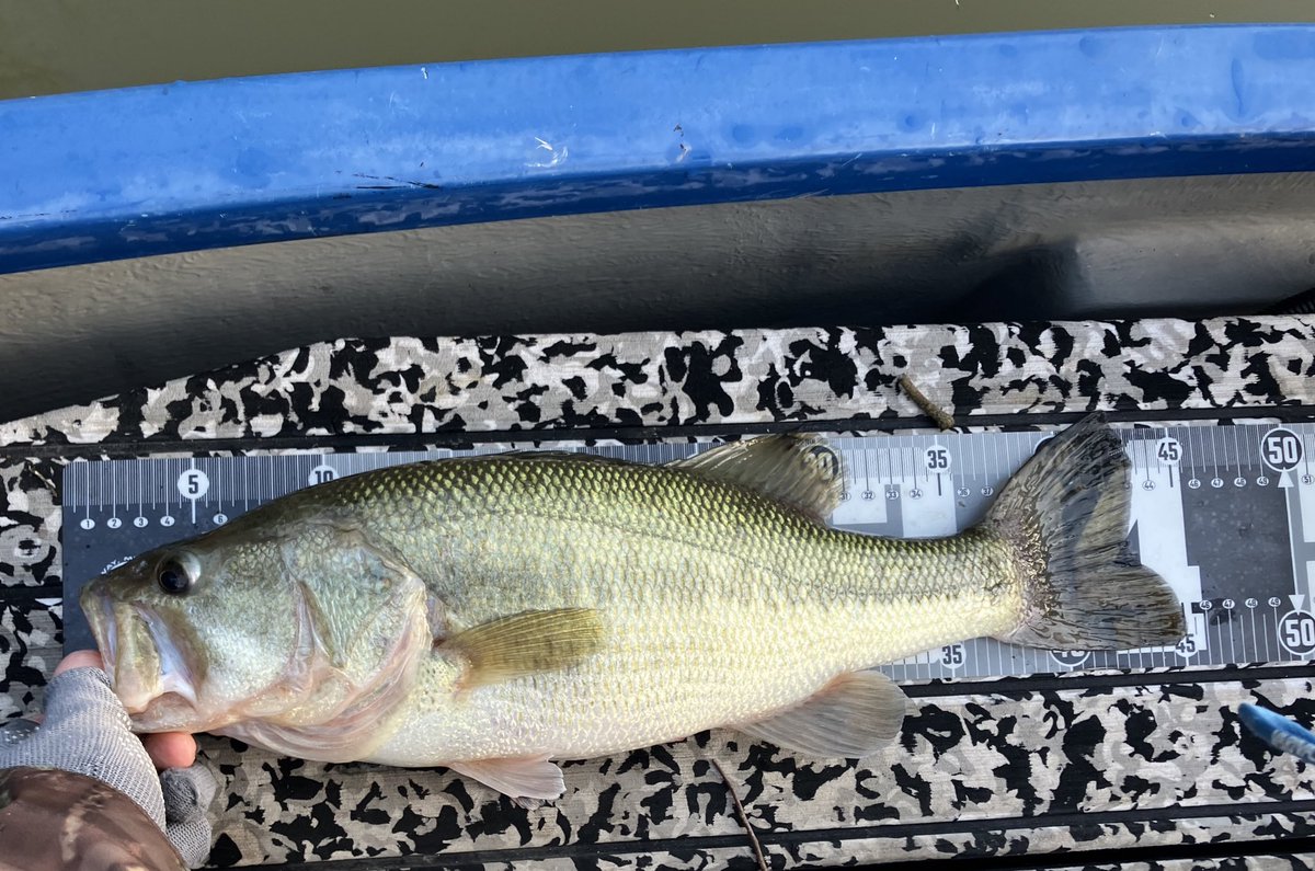 ログイン勢Y田 tweet media