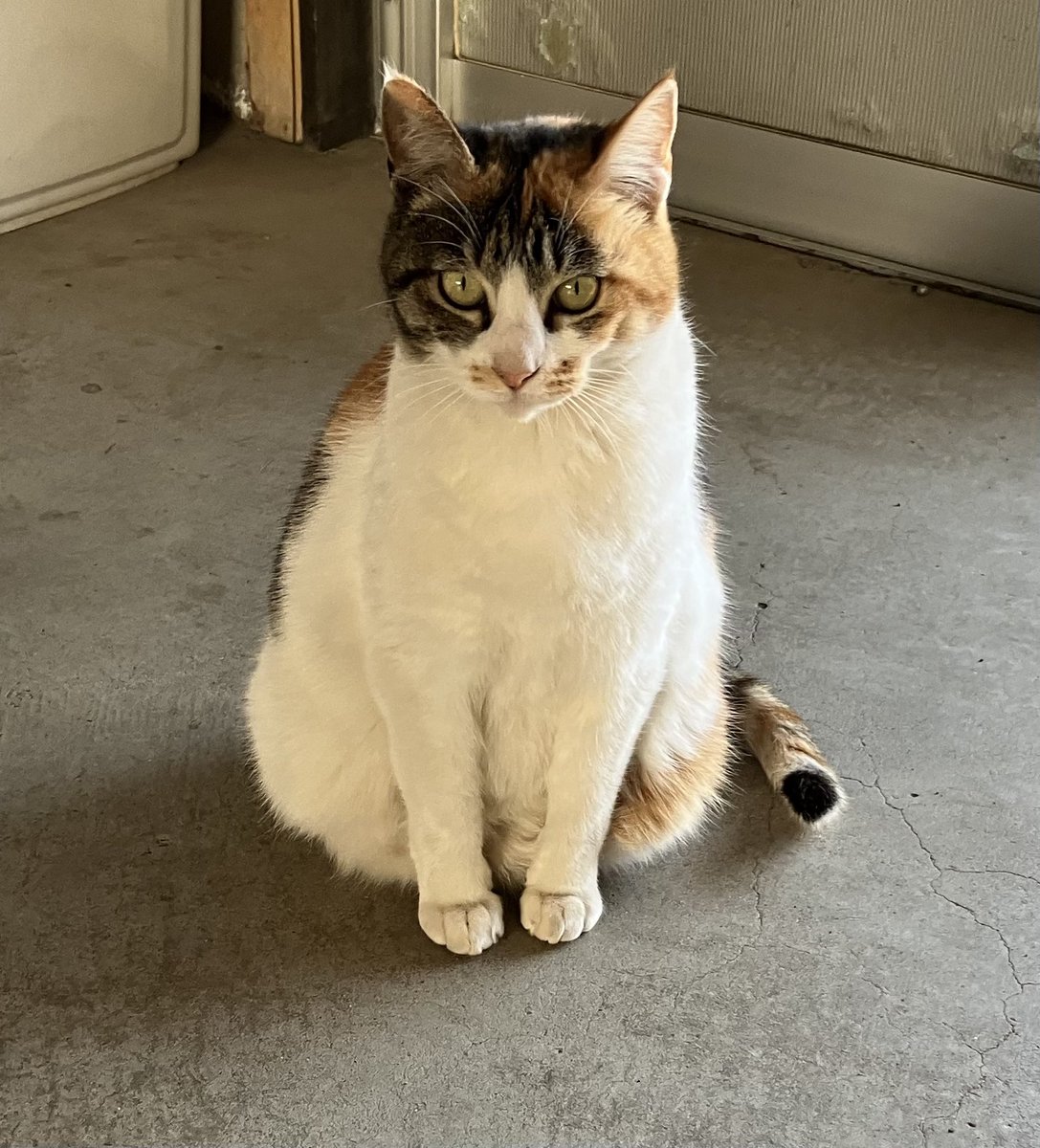 ログイン勢Y田 tweet media