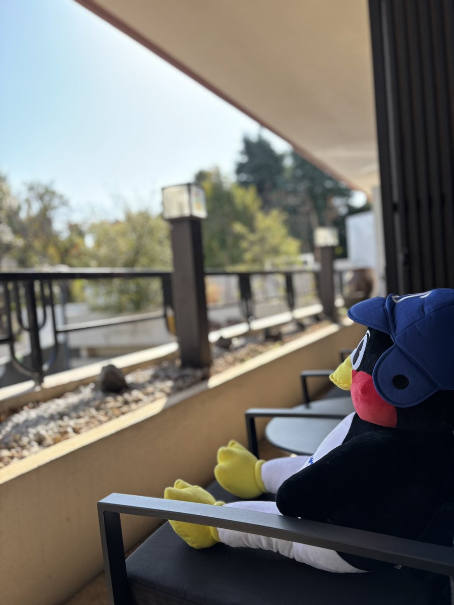 kururinpacafe's tweet photo. 本日もおーぷんしました❗️

テラスで黄昏るつば九郎さん🐧💚

暖かくなってきたのでテラスがおすすめです。
花粉症の方は店内で🤧

お待ちし���おりますー！

#ヤクルトスワローズ #つば九郎 #つばみ #信濃町 #神宮球場 #燕心全開 https://t.co/cRvuPOXY2O