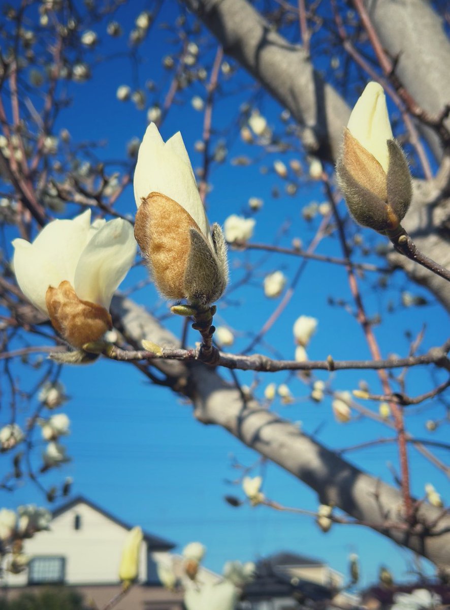 y_mitomi tweet media