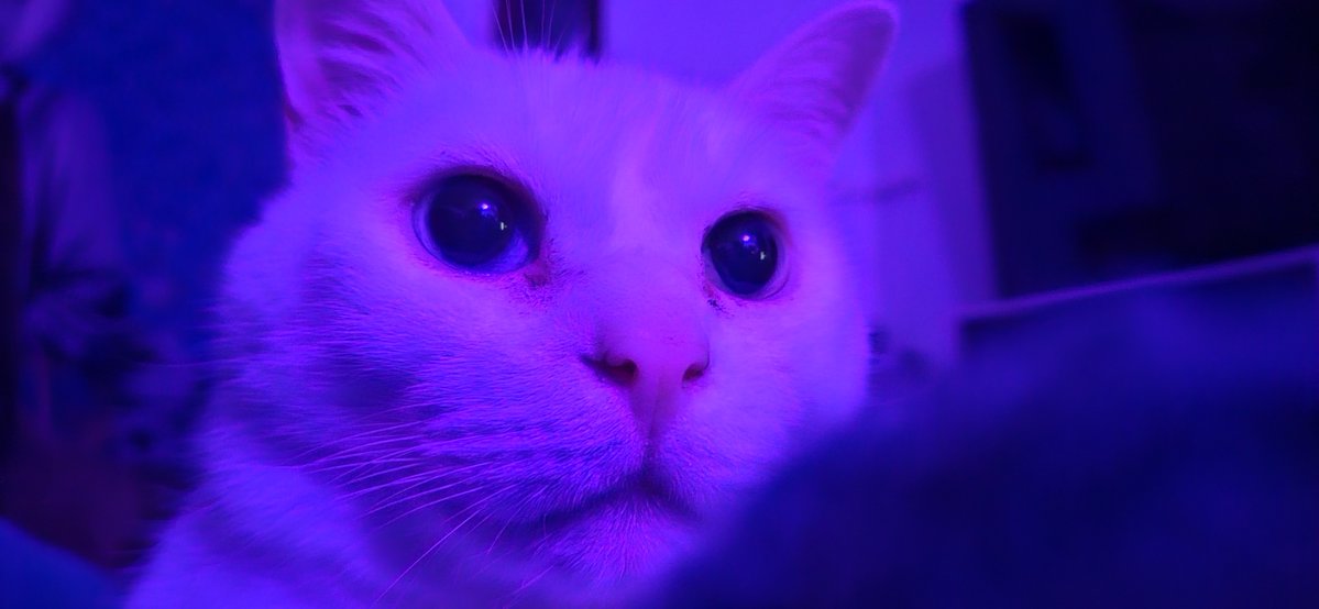 Is this a V A P O R W A V E my Furfaithfuls?!