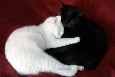 daily cats ♡ tweet media