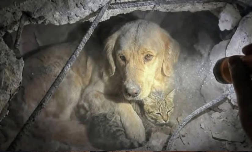 Mr PitBull tweet media