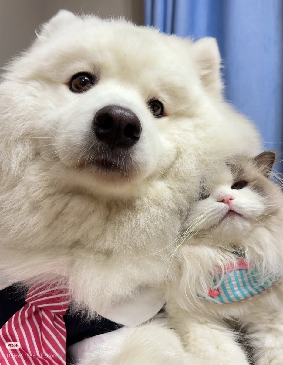 g_eneglaer's tweet photo. 🐶เหมนแมว
🐱แล้วมาใกล้จั๊นทามมัย
🐶ขนก้อปลิว
🐱ยังมาพิงอิ๊ก!! https://t.co/nSIa5lMaWp