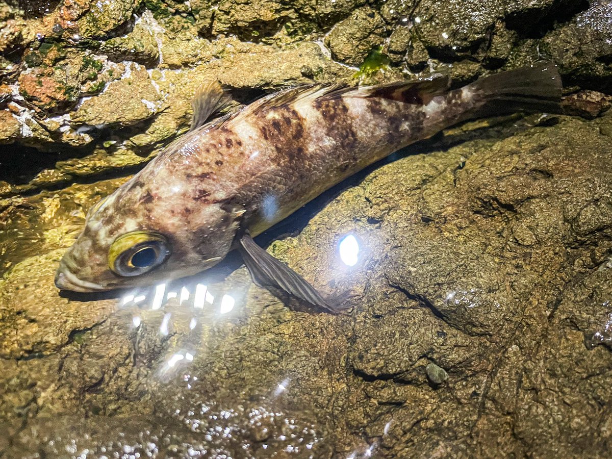 multi_angler's tweet photo. 昨晩も爆風の中メバリング(˘ω˘) https://t.co/PeXKIkNz1i