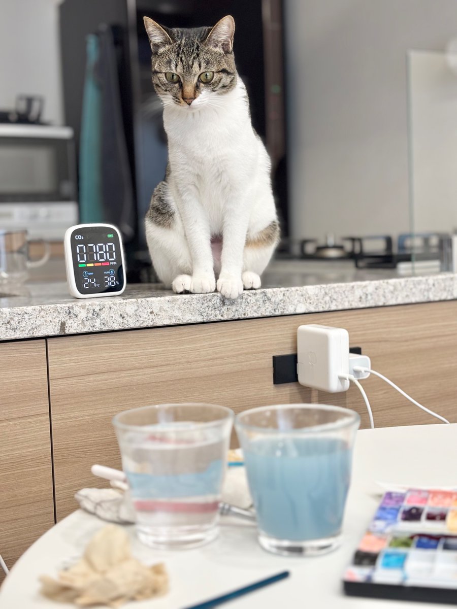 なんて賢い猫ちゃんなんでしょう