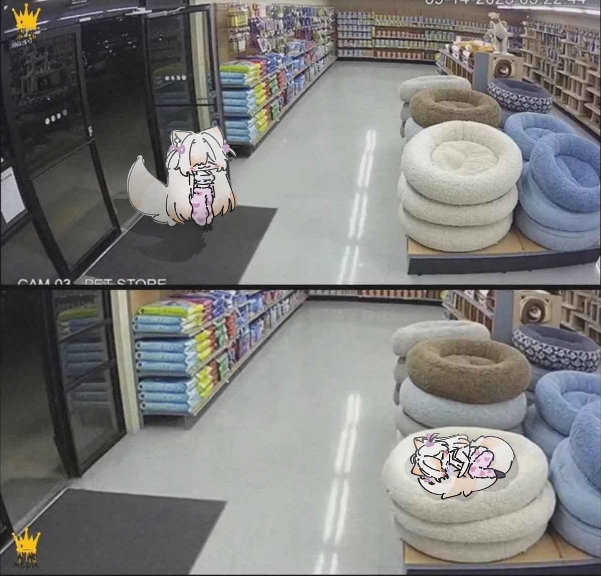#cweamart onrange cat behaviour