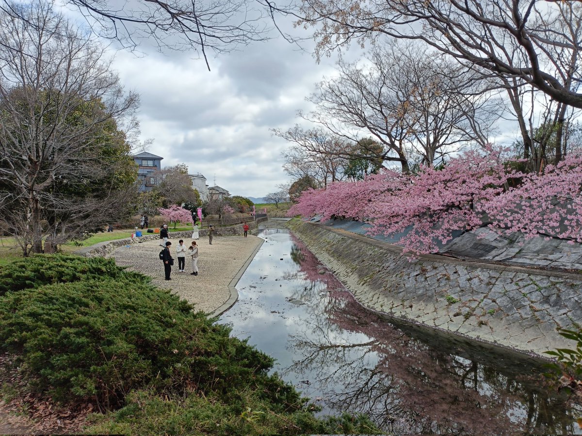 Dosukoi5566's tweet photo. #淀水路
#桜
#日本メクトロン
#NOK
#MecTec
#I love MEC, We love Mec https://t.co/nSSkt6SOBZ