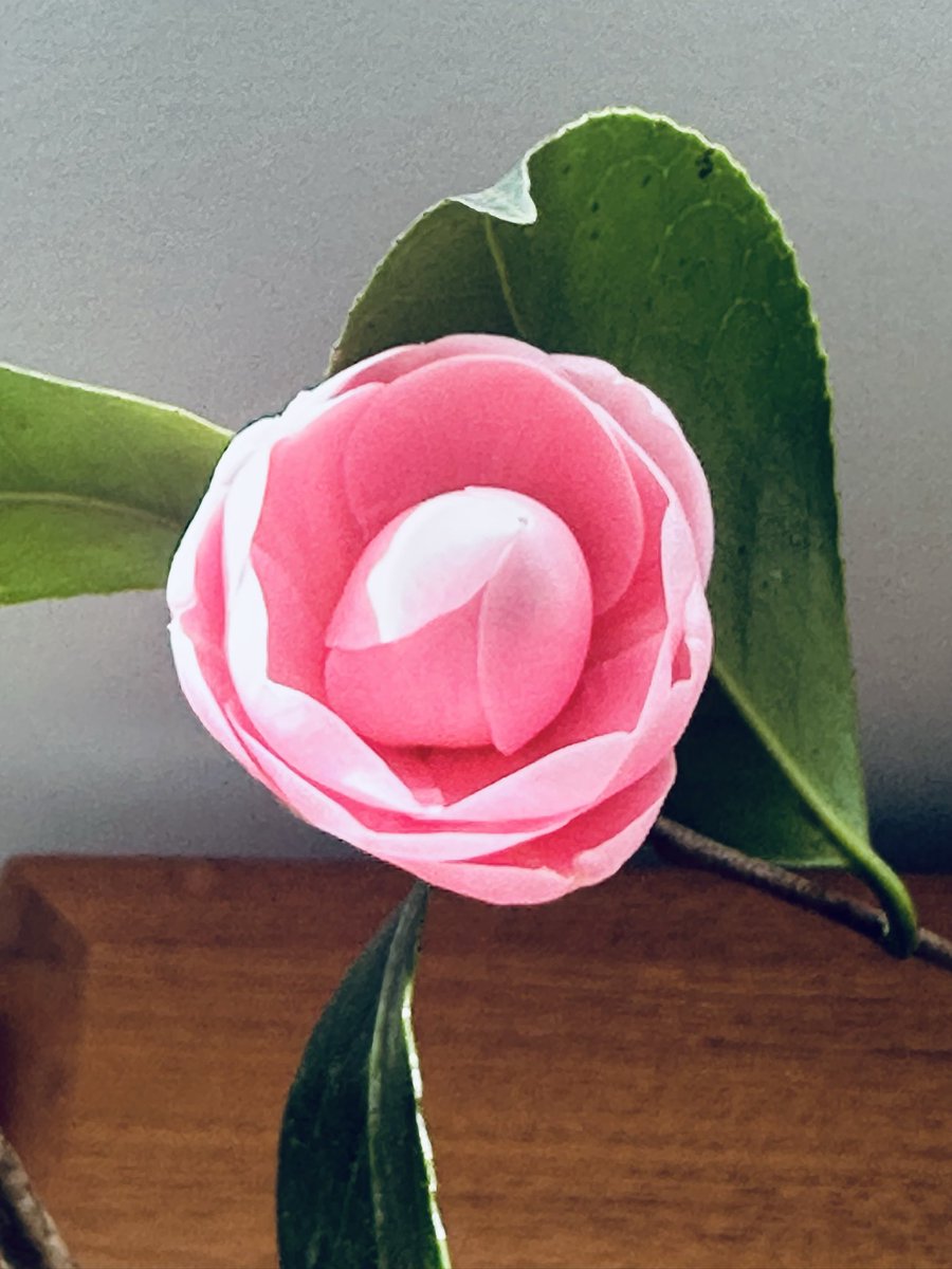 山崎隆明 tweet media