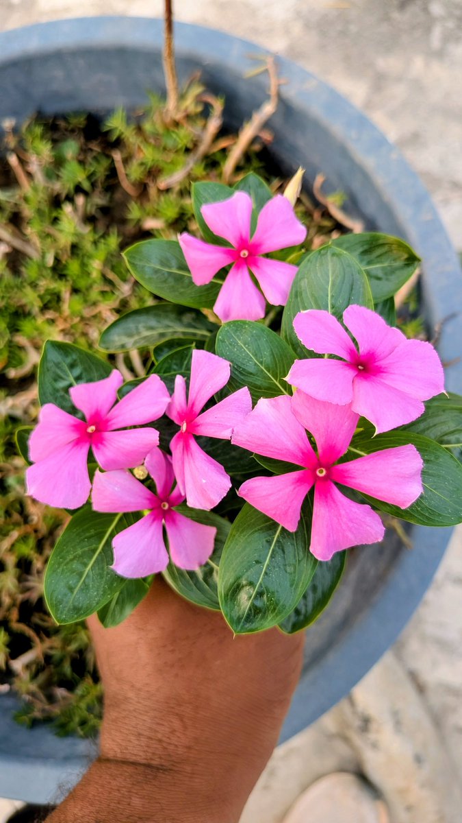 asthanadude's tweet photo. “Flowers don’t worry about tomorrow, they just bloom today. Good Morning 🌸✨”
#Morning_click ❤️ https://t.co/KuPTV0lO7r