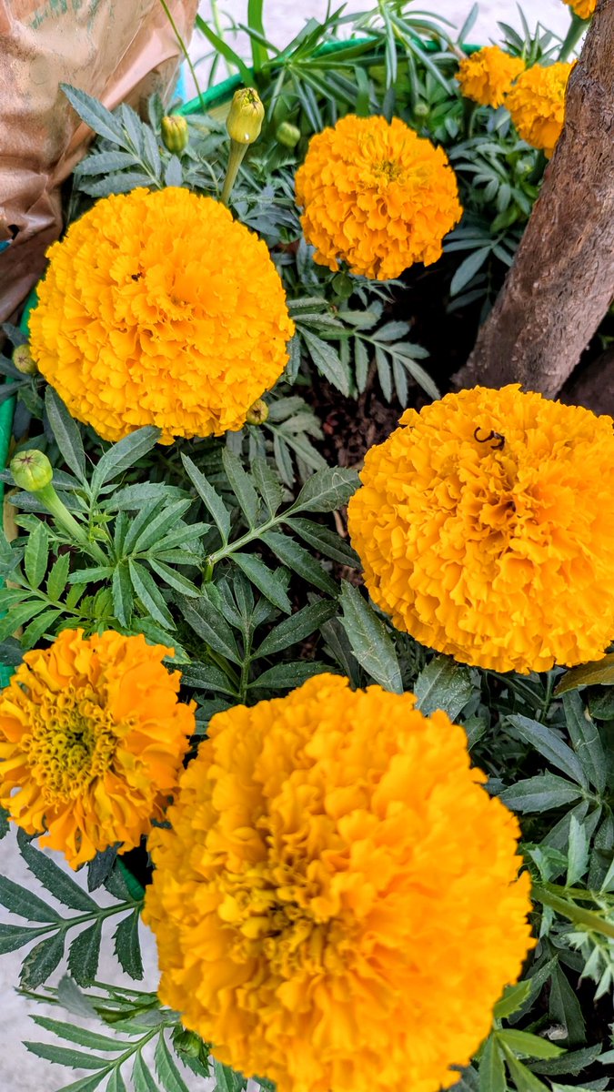asthanadude's tweet photo. “Flowers don’t worry about tomorrow, they just bloom today. Good Morning 🌸✨”
#Morning_click ❤️ https://t.co/KuPTV0lO7r