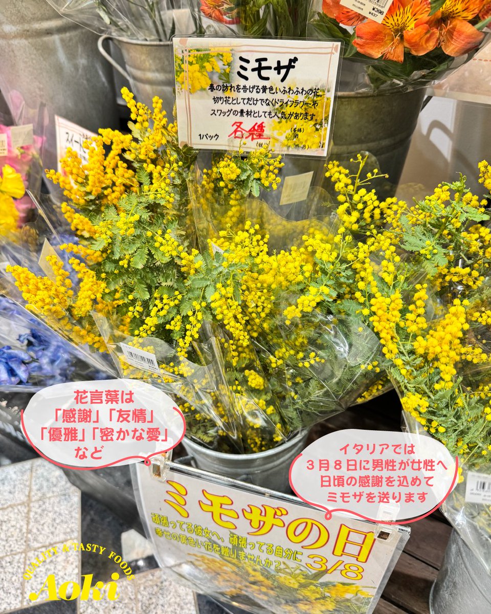 FoodStoreAoki's tweet photo. こんにちは、フードストアあおきです！
本日3月8日はミモザの日🌼
イタリアでは3月8日「国際女性デー」に、男性が女性に日頃の感謝の気持ちを込めて、ミモザの花を贈る習慣があるそうです。
ミモザの花言葉は「感謝」など、相手を思いやる良い意味ばかり。鮮やかな黄色の小さな花は可愛らしく、プレゼントにピッタリですね！
他の花と合わせて花束、ブーケにしてみてはいかがでしょうか💐